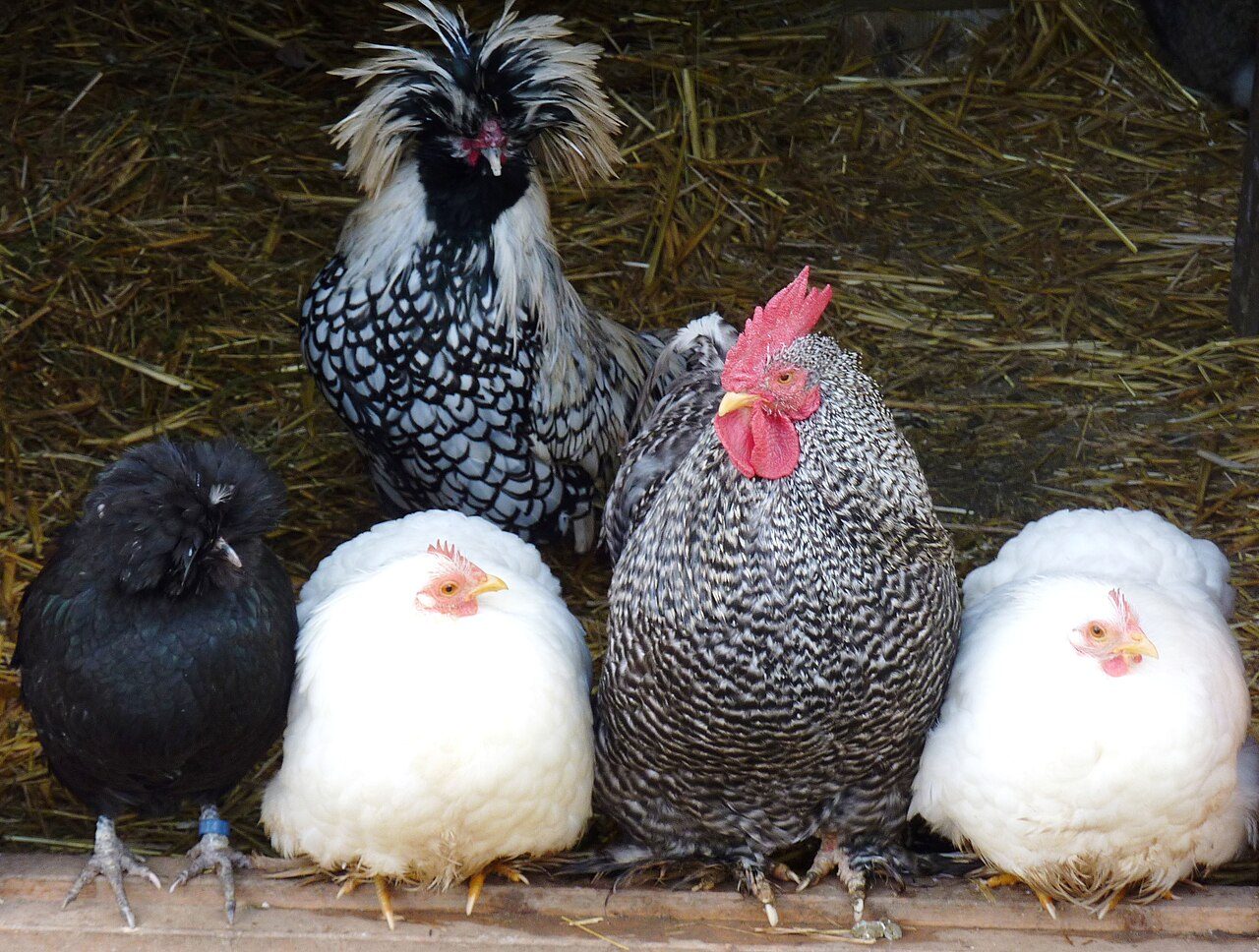 Ferme pédagogique à Saint-Front