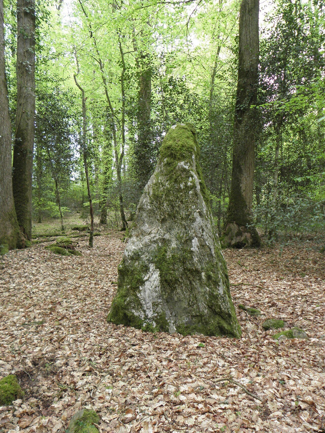 Forêt domaniale de Haute Sève à Saint-Aubin-du-Cormier