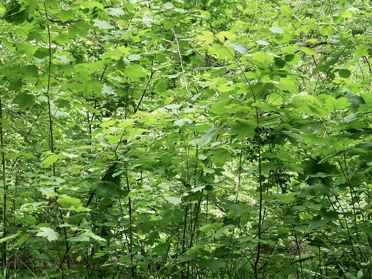 Réserve naturelle de Forêt de la Robertsau et de La Wantzenau