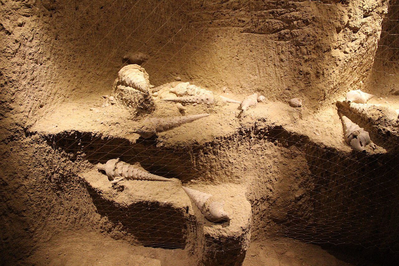 La Cave aux Coquillages à Fleury-la-Rivière