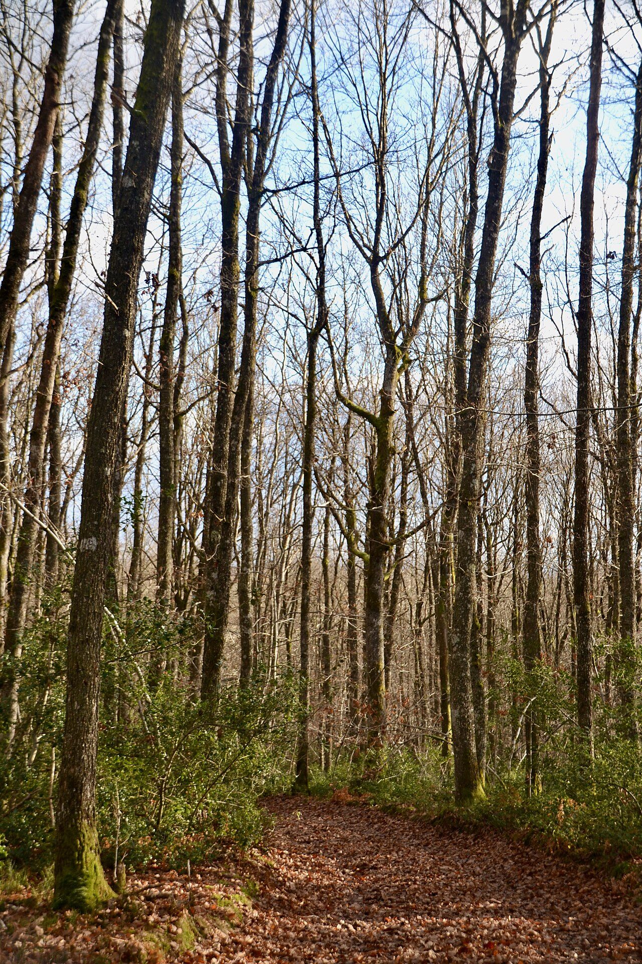 Forêt de Mirambel à Saint-Rémy