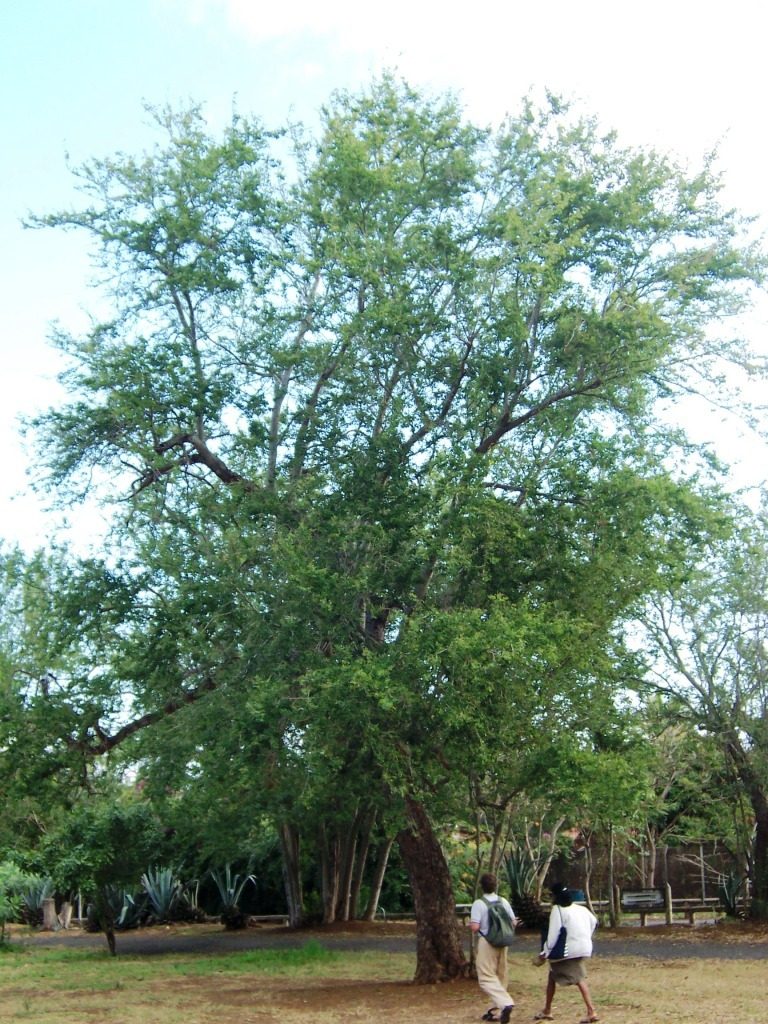 Forêt de l'Etang-Salé