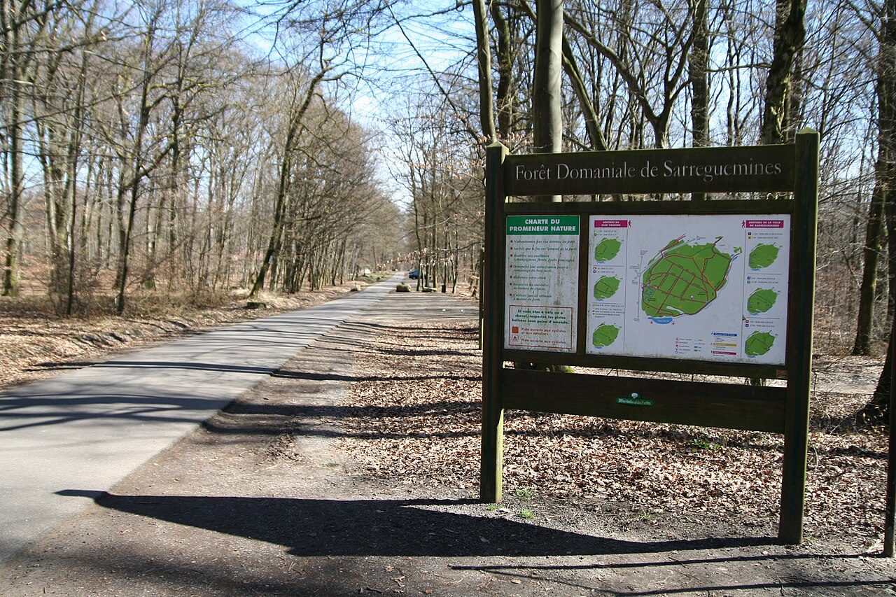 Forêt du buchholz
