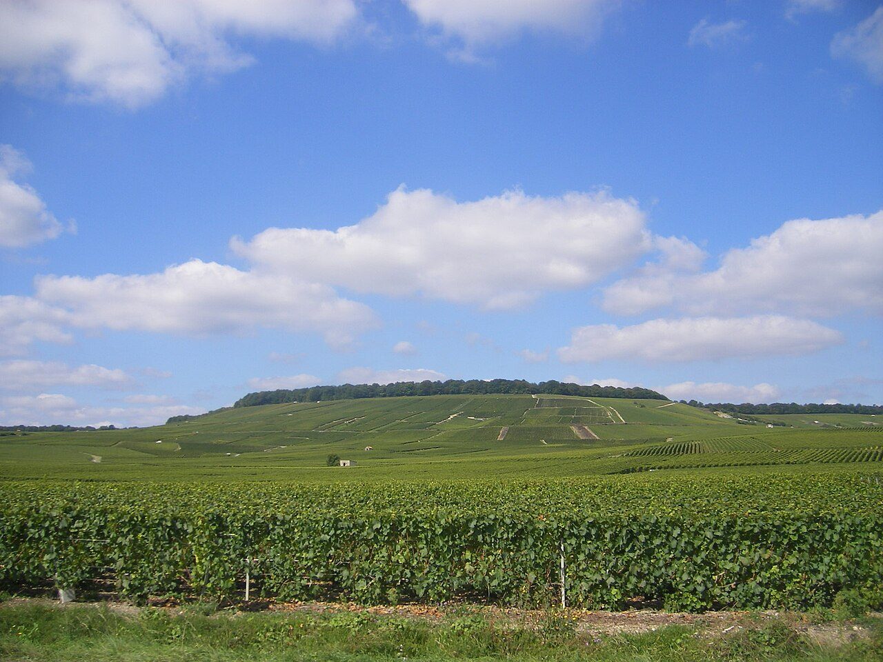 La Réserve Naturelle des Pâtis d'Oger et du Mesnil-sur-Oger à Le Mesnil-sur-Oger