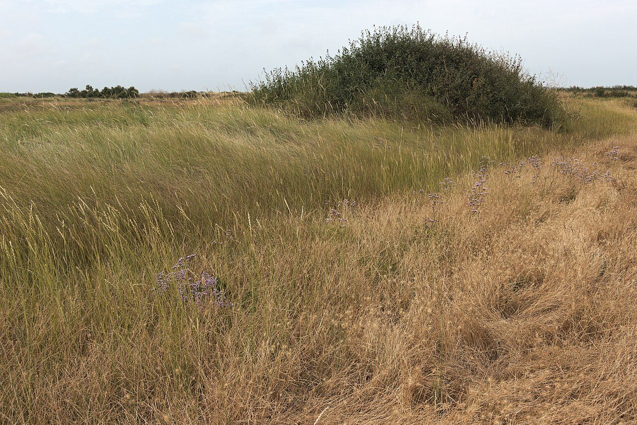Marais du Conseiller à Le Verdon-sur-Mer