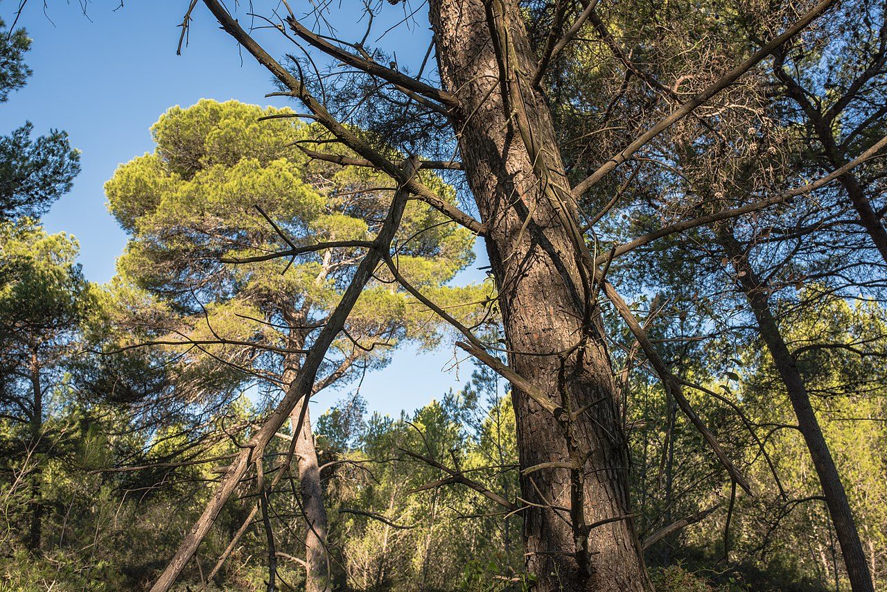 LE BOIS DES ARESQUIERS à Vic-la-Gardiole
