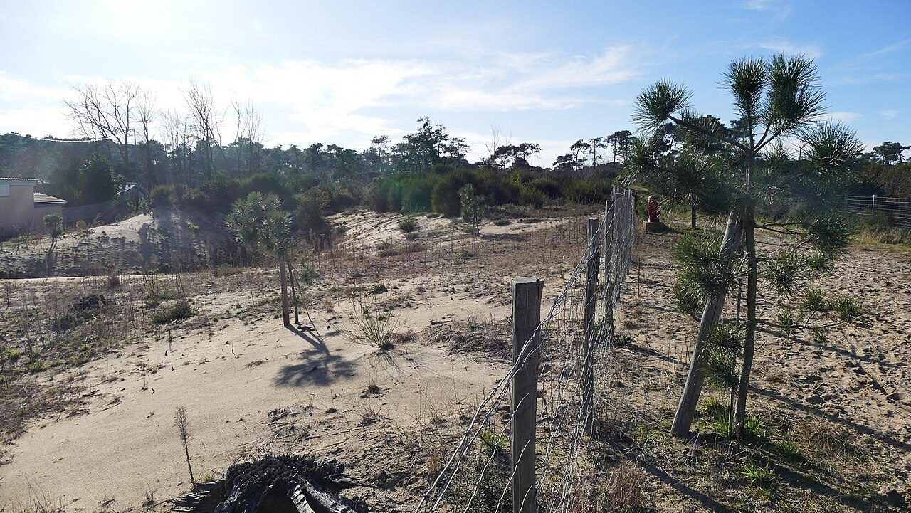 Forêt du Pignada à Anglet