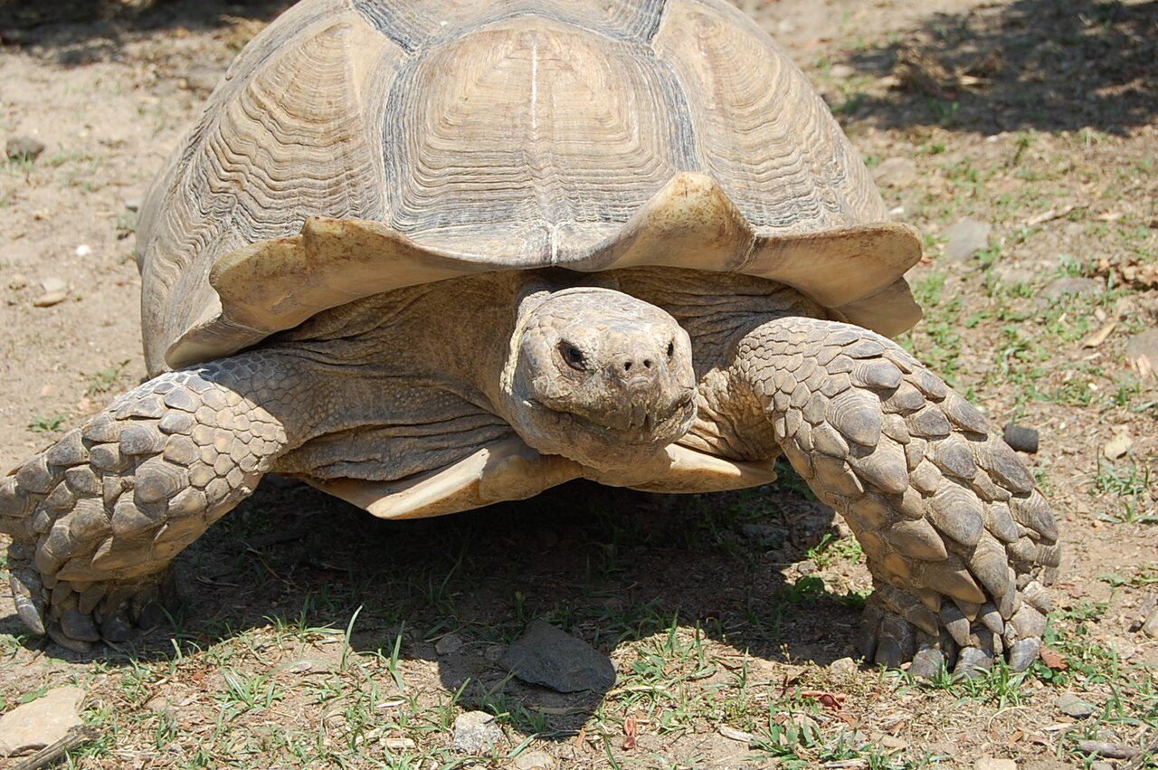 LA VALLEE DES TORTUES à Sorède