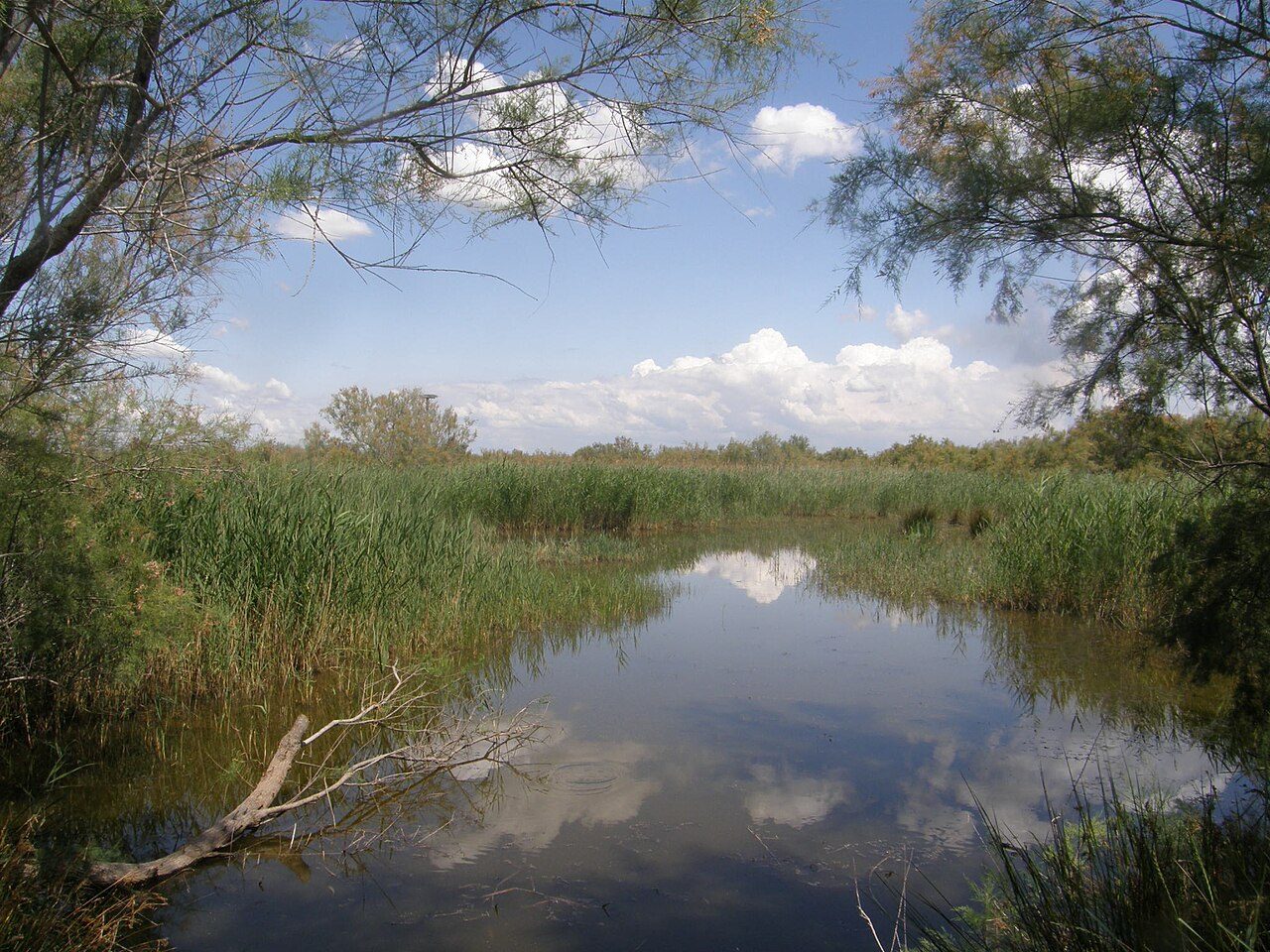 La Réserve Naturelle régionale du Scamandre à Vauvert