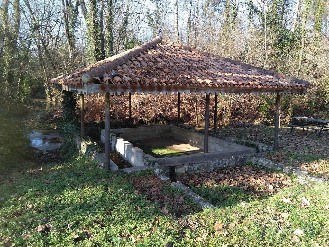 La forêt à Soustons