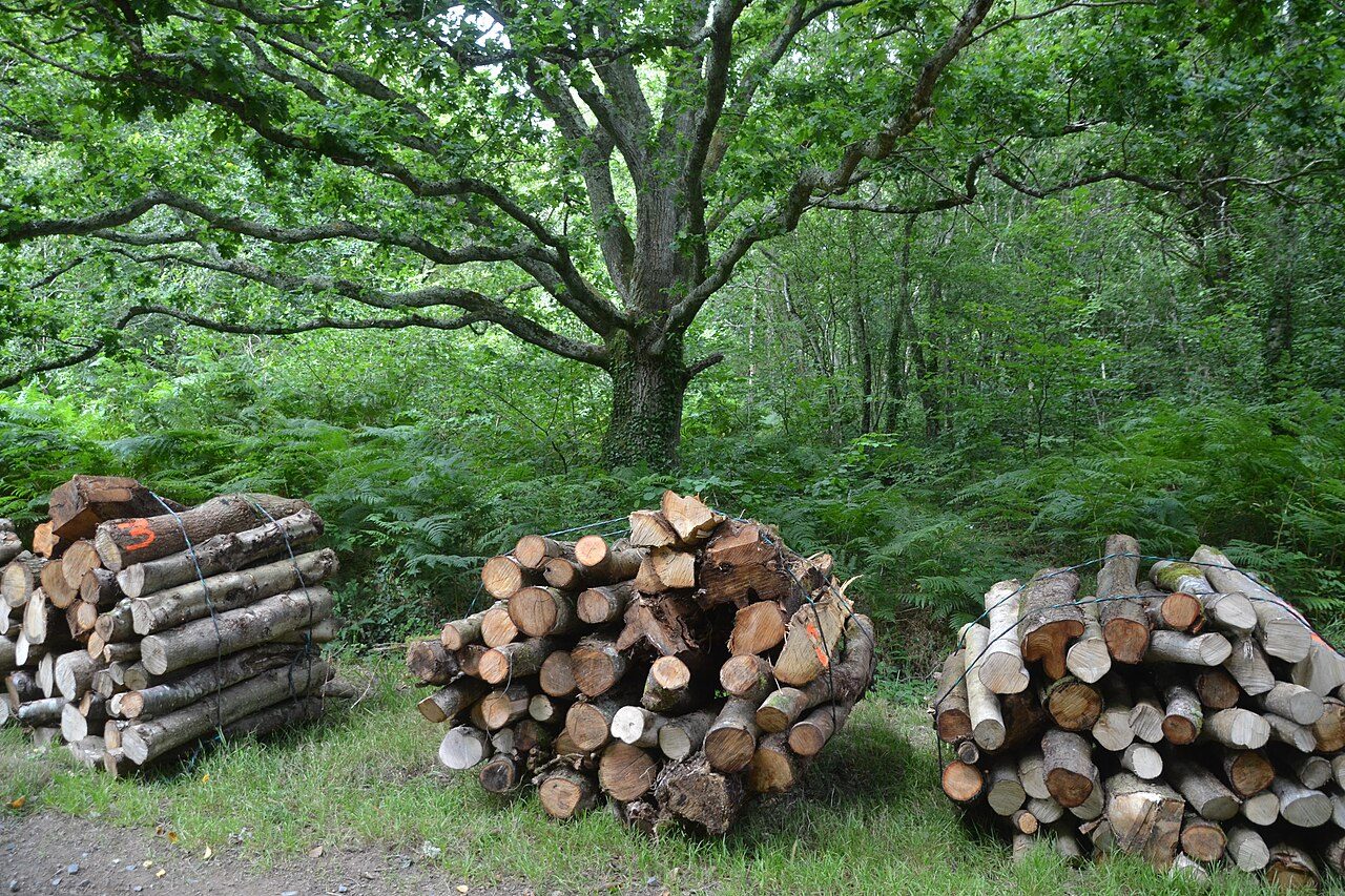 Forêt de Lann-ar-Waremm à Pleumeur-Bodou