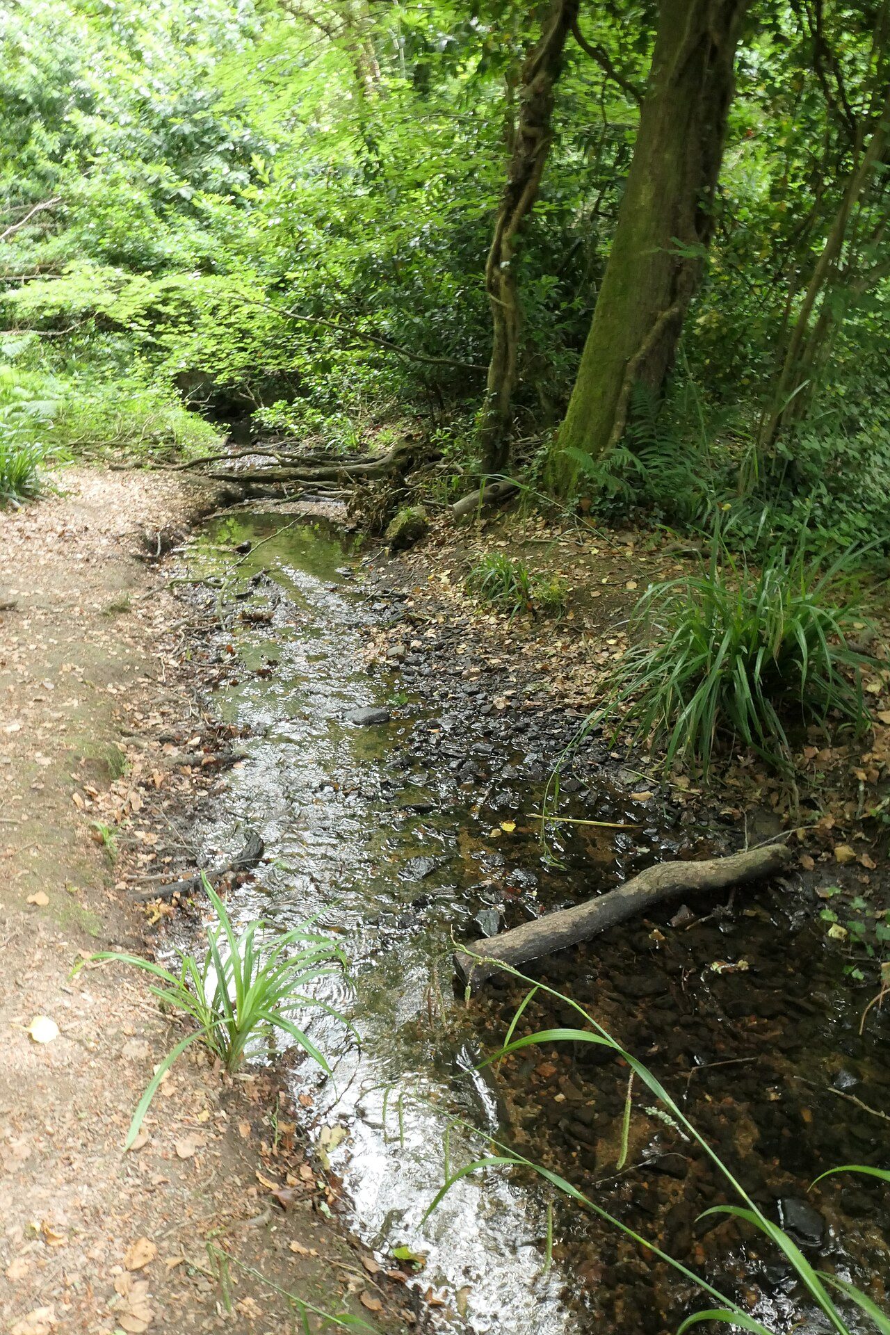 Le Bois de Kerozer à Saint-Avé