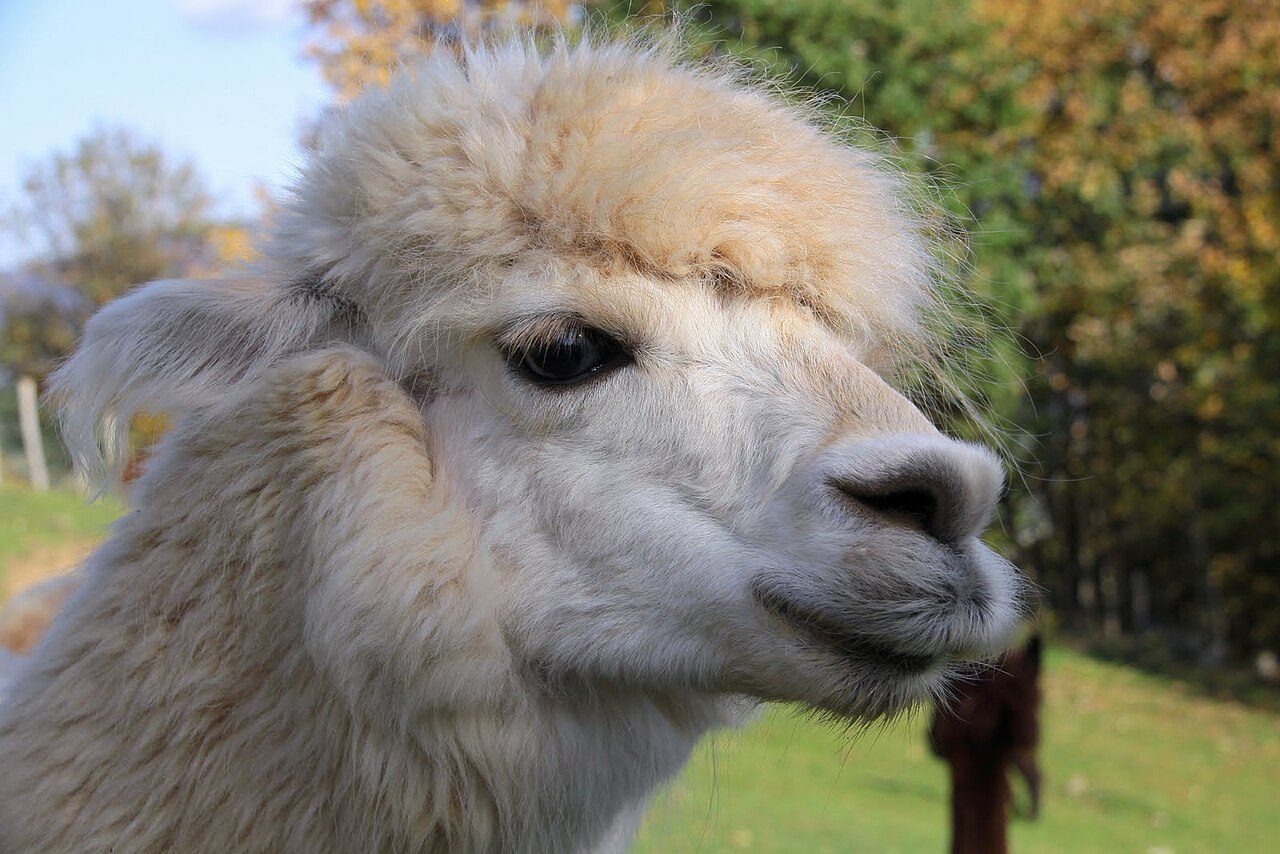 La montagne des lamas et alpagas