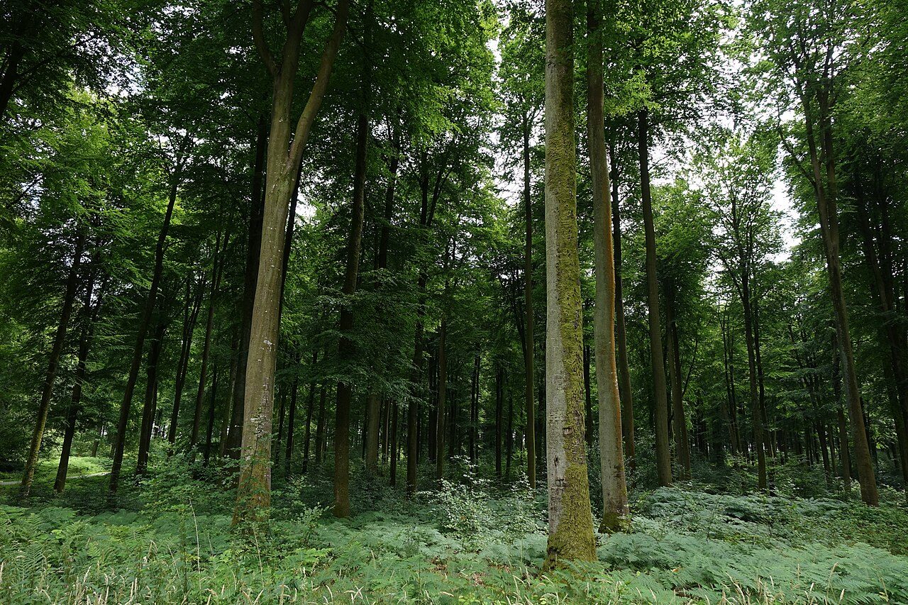 Forêt d'Eawy à Dampierre-Saint-Nicolas