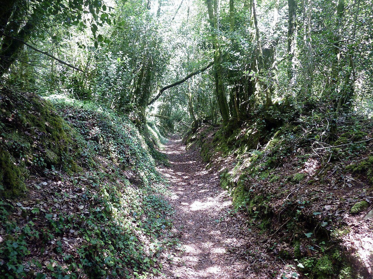 Le bois du Nevet à Kerlaz