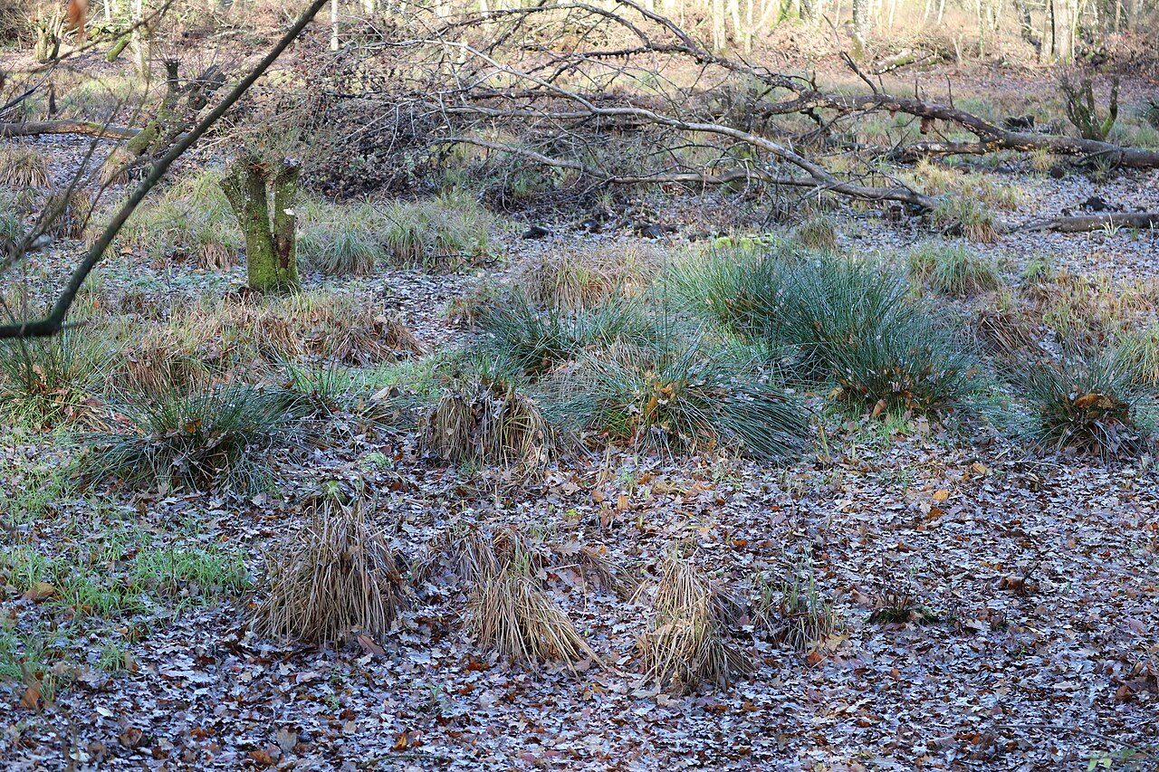 Les landes de Jaunouse à Billé