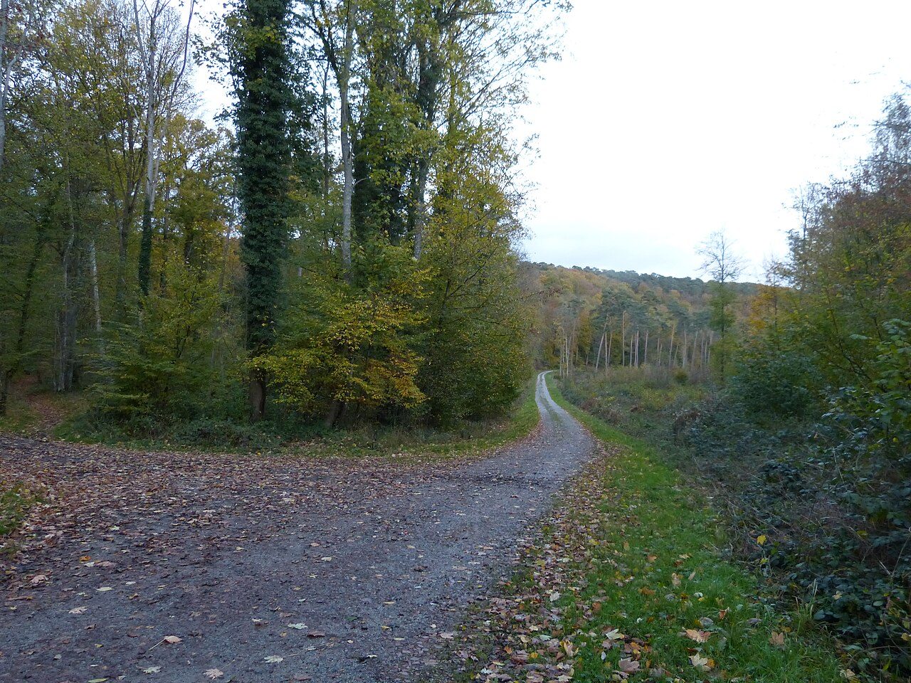 Forêt domaniale de la Londe Rouvray à Moulineaux