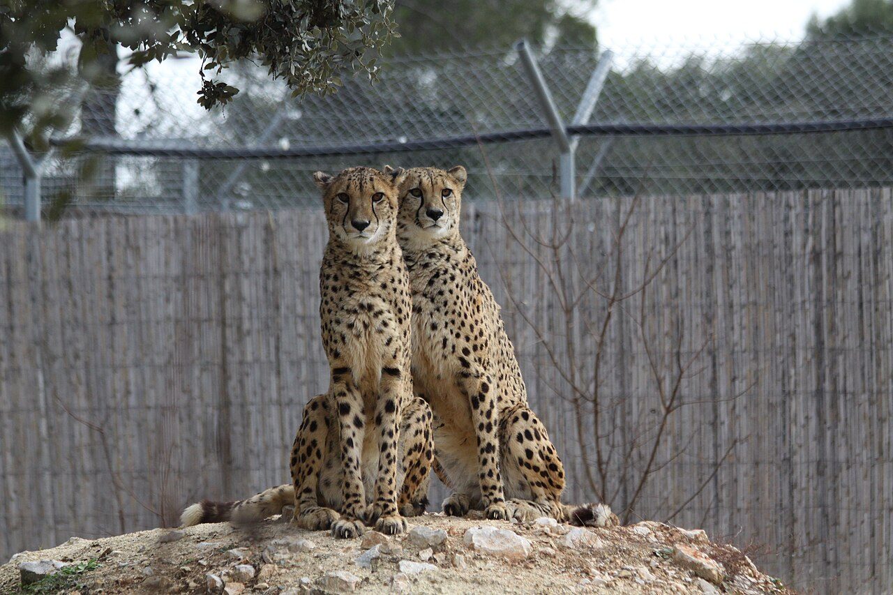 ZOO DE MONTPELLIER à Montpellier