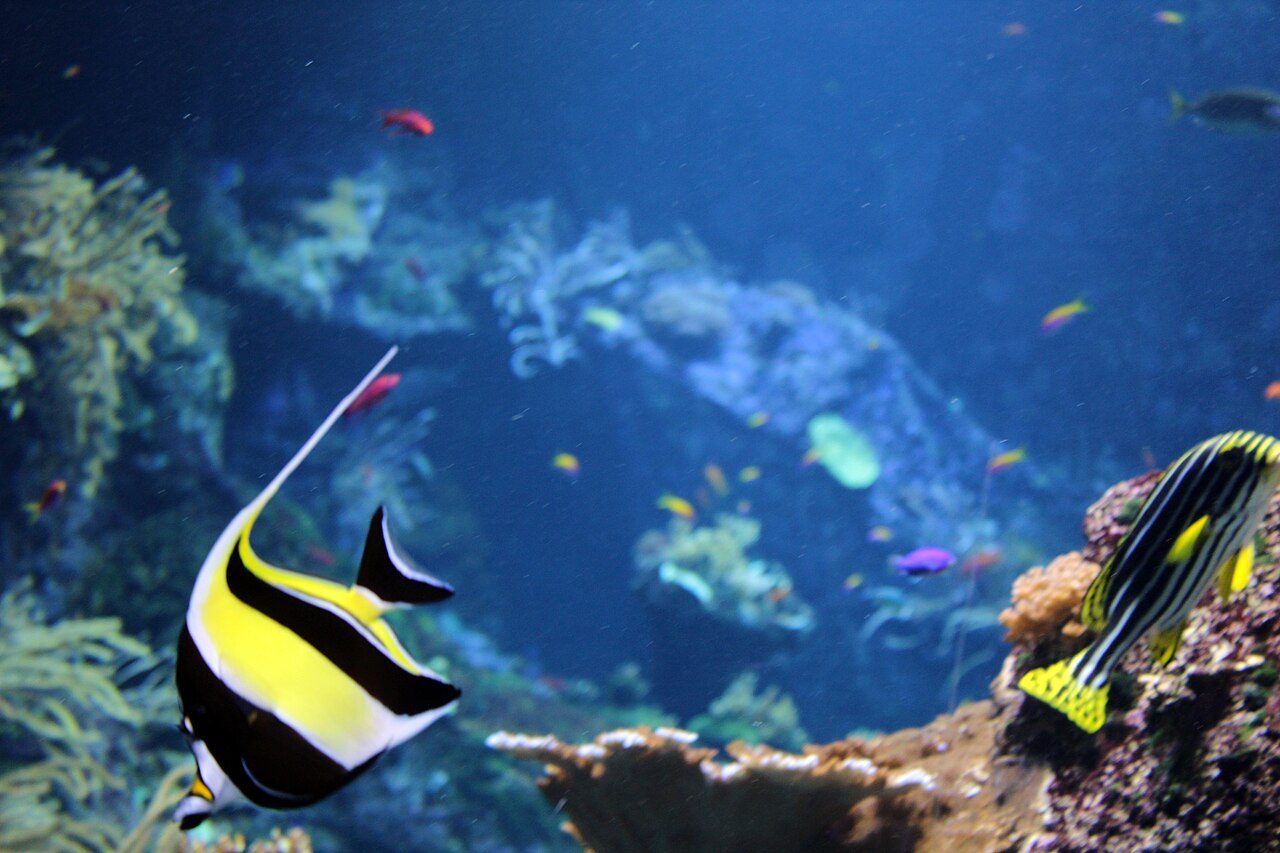 Aquarium de Biarritz à Biarritz