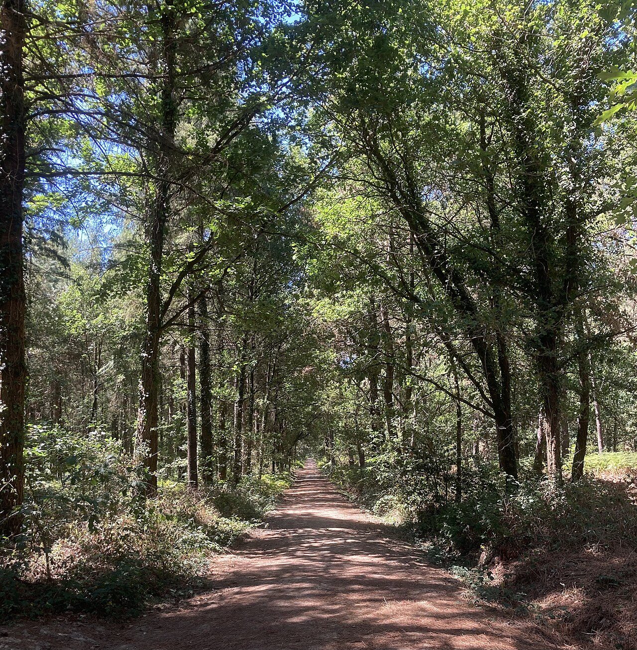 Forêt Domaniale de Longuenée à Erdre-en-Anjou
