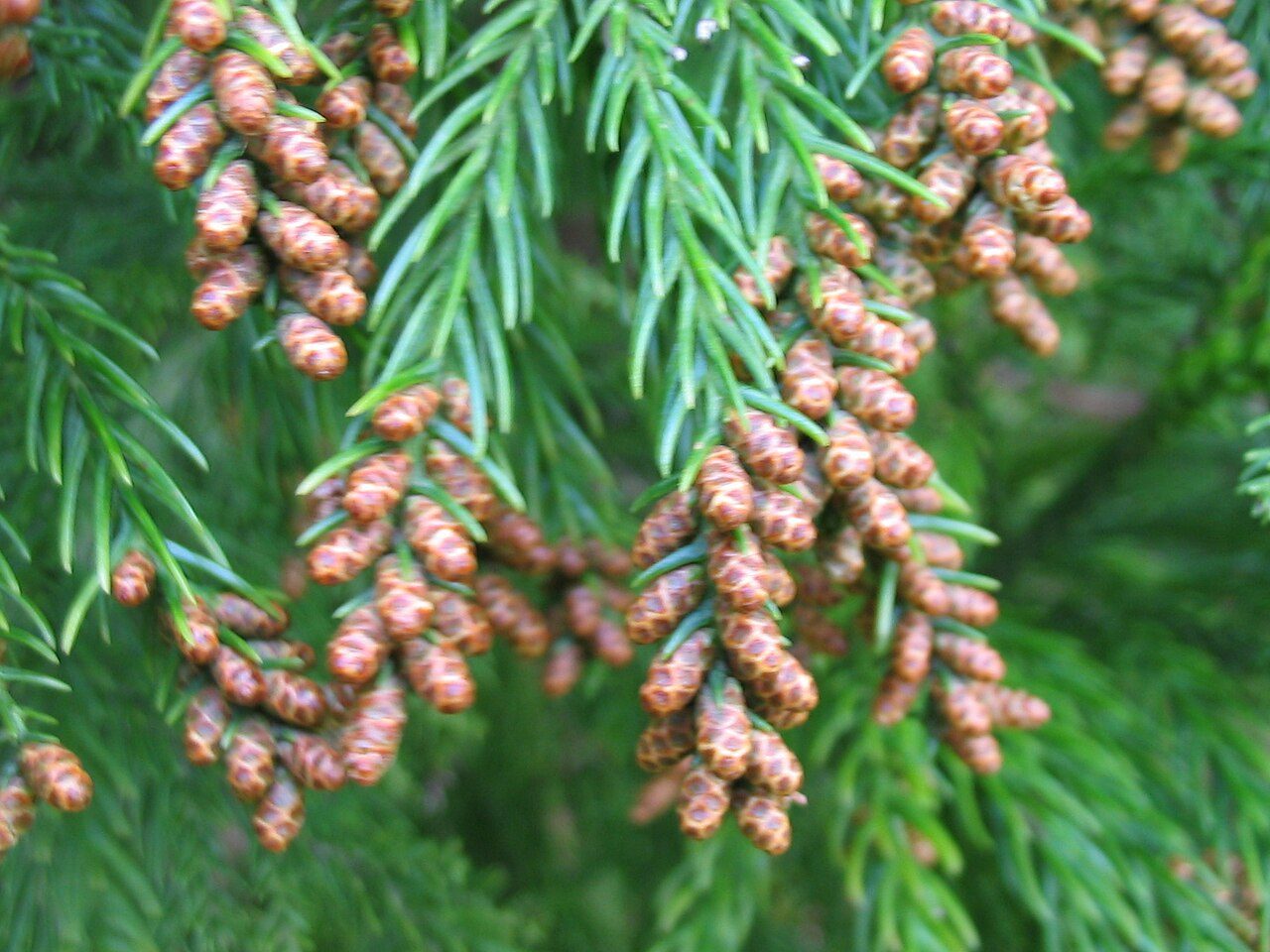 Arboretum de la Grand Prée à Le Mans