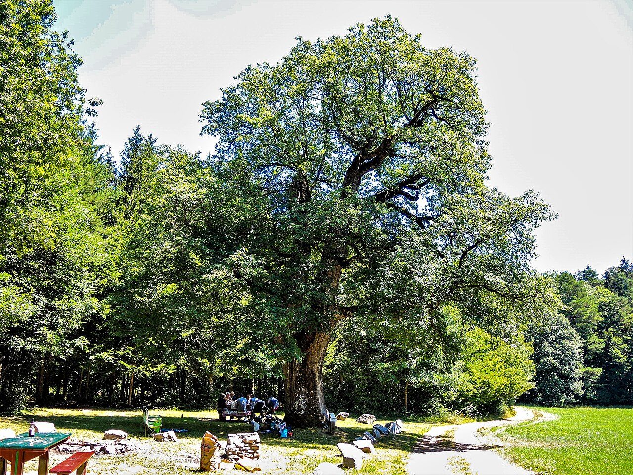 Gros chêne Sondersdorf