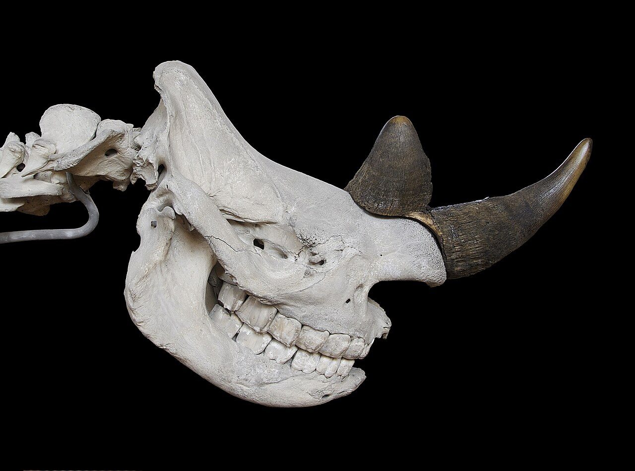 Galerie de paléontologie et d’anatomie comparée - Muséum national d'histoire na à Paris
