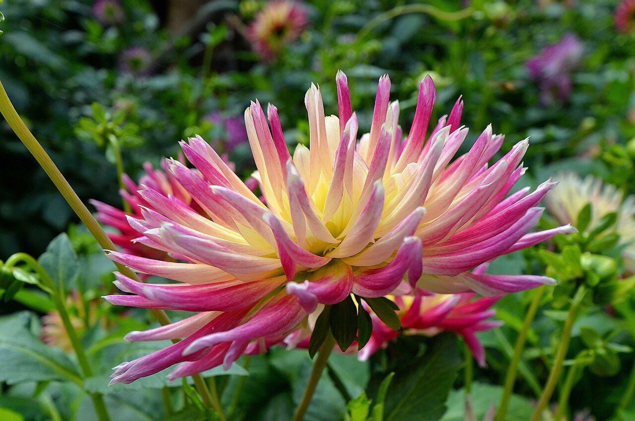 Jardin du Dahlia