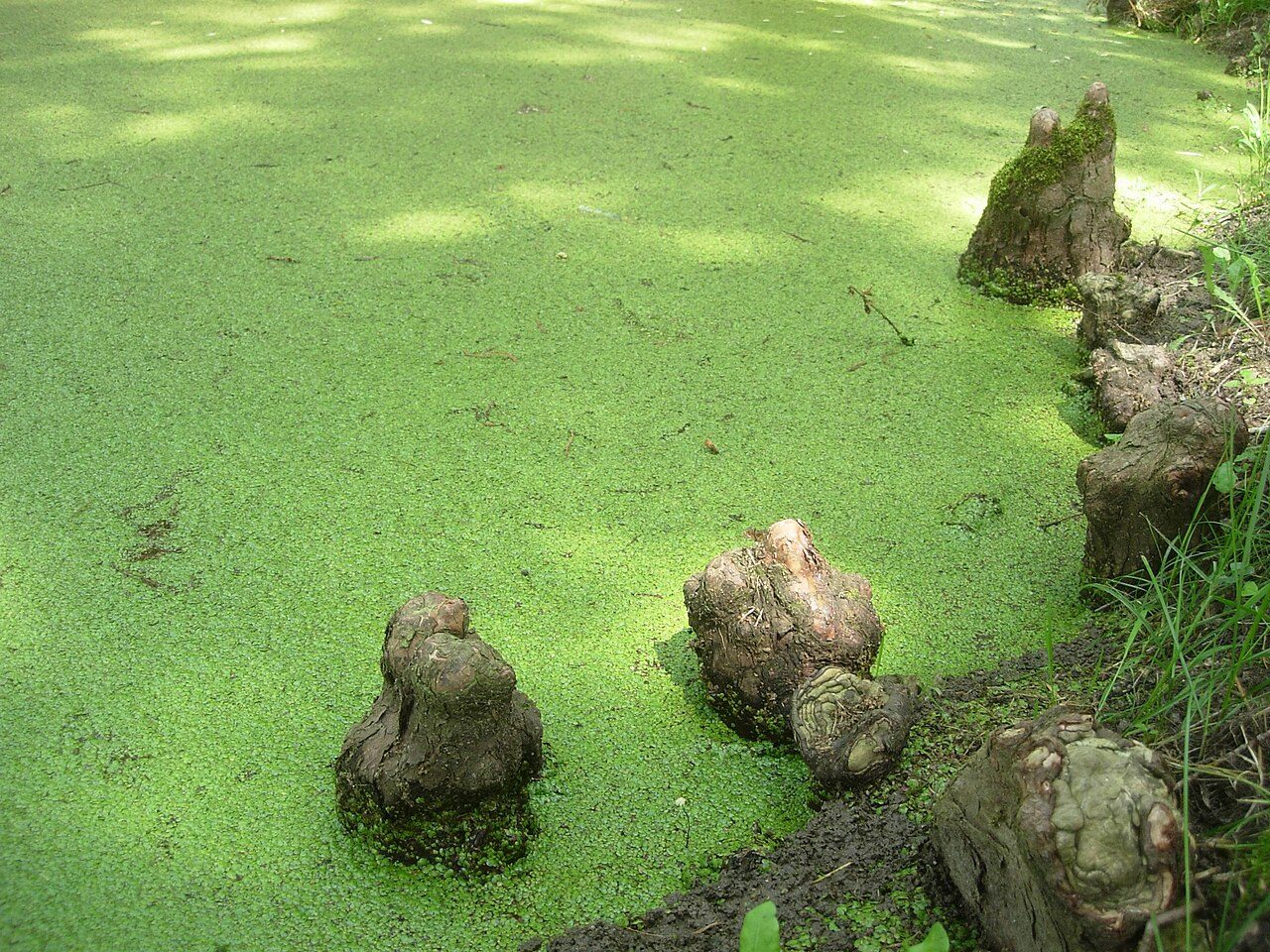 Le parc de Coursan-en-Othe à Coursan-en-Othe