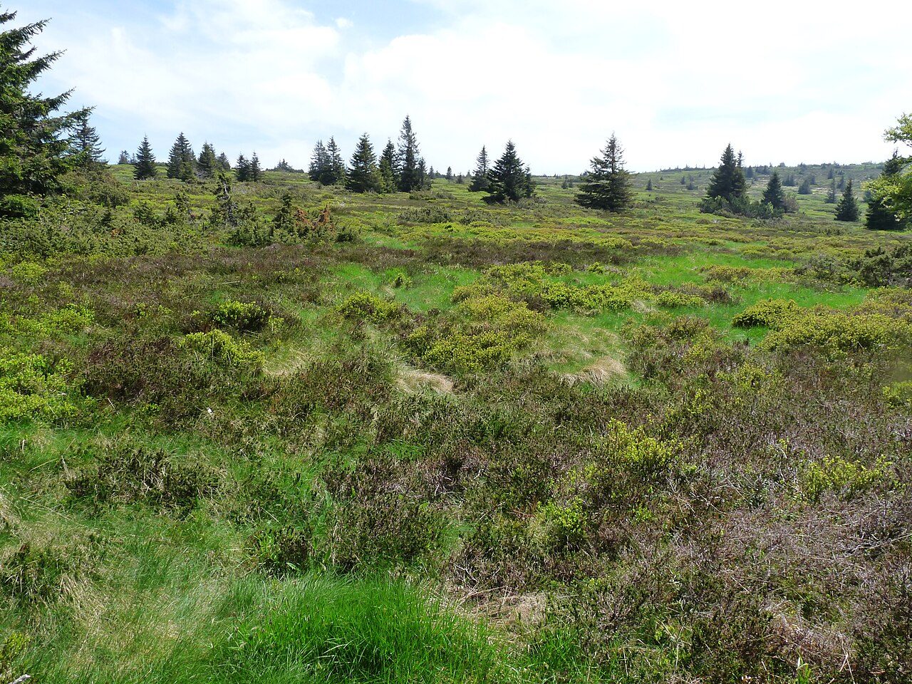 Réserve naturelle nationale du Tanet-Gazon du Faing à Plainfaing