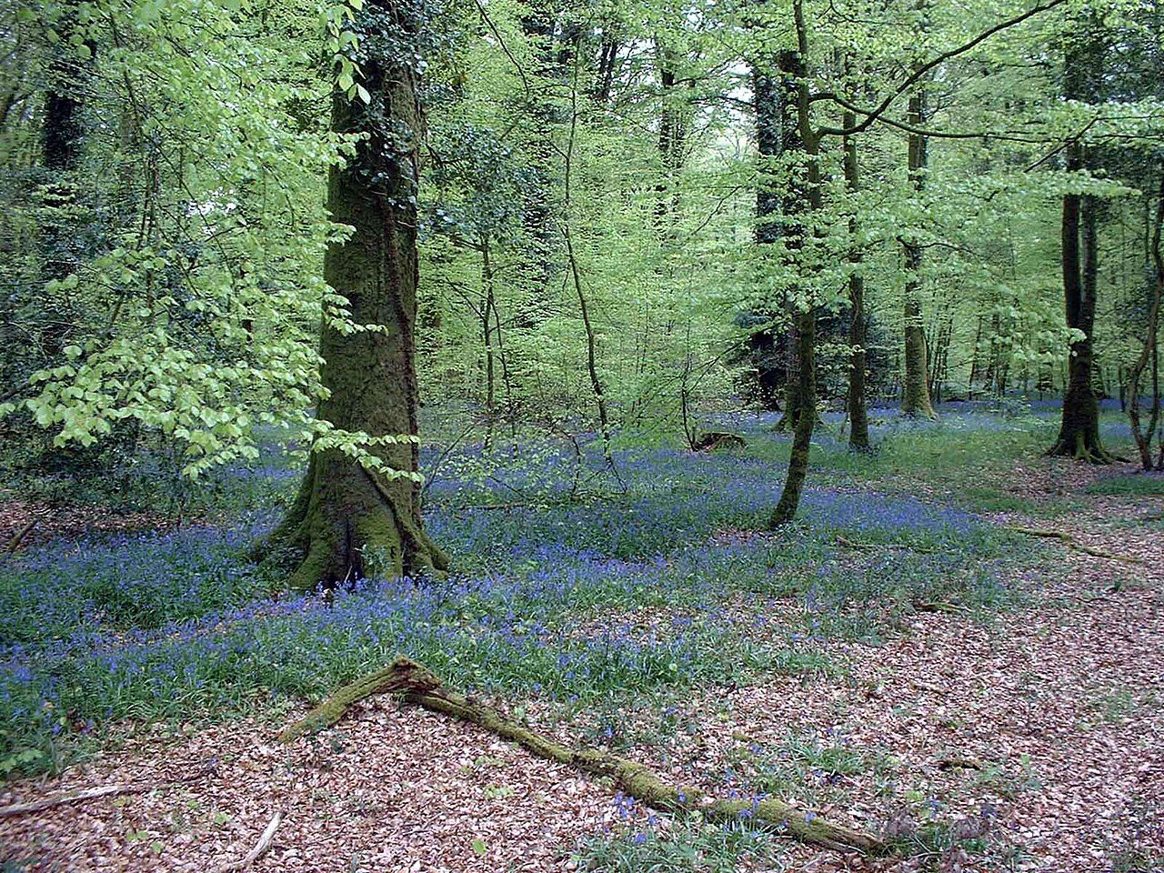 Arboretum de l'Etoile des Andaines à Champsecret