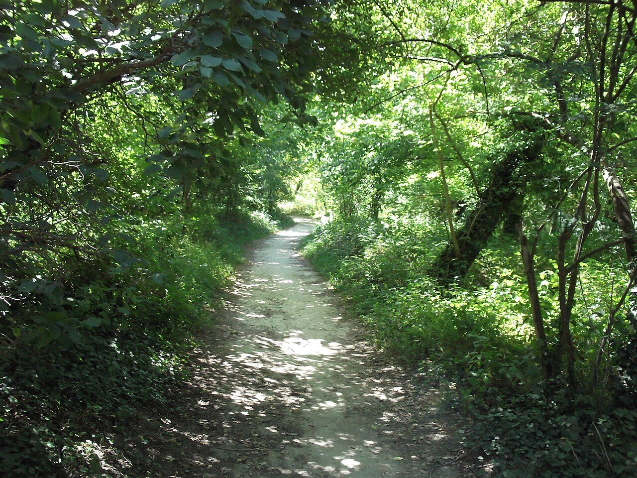 Île de la Ronde à Saint-Pourçain-sur-Sioule