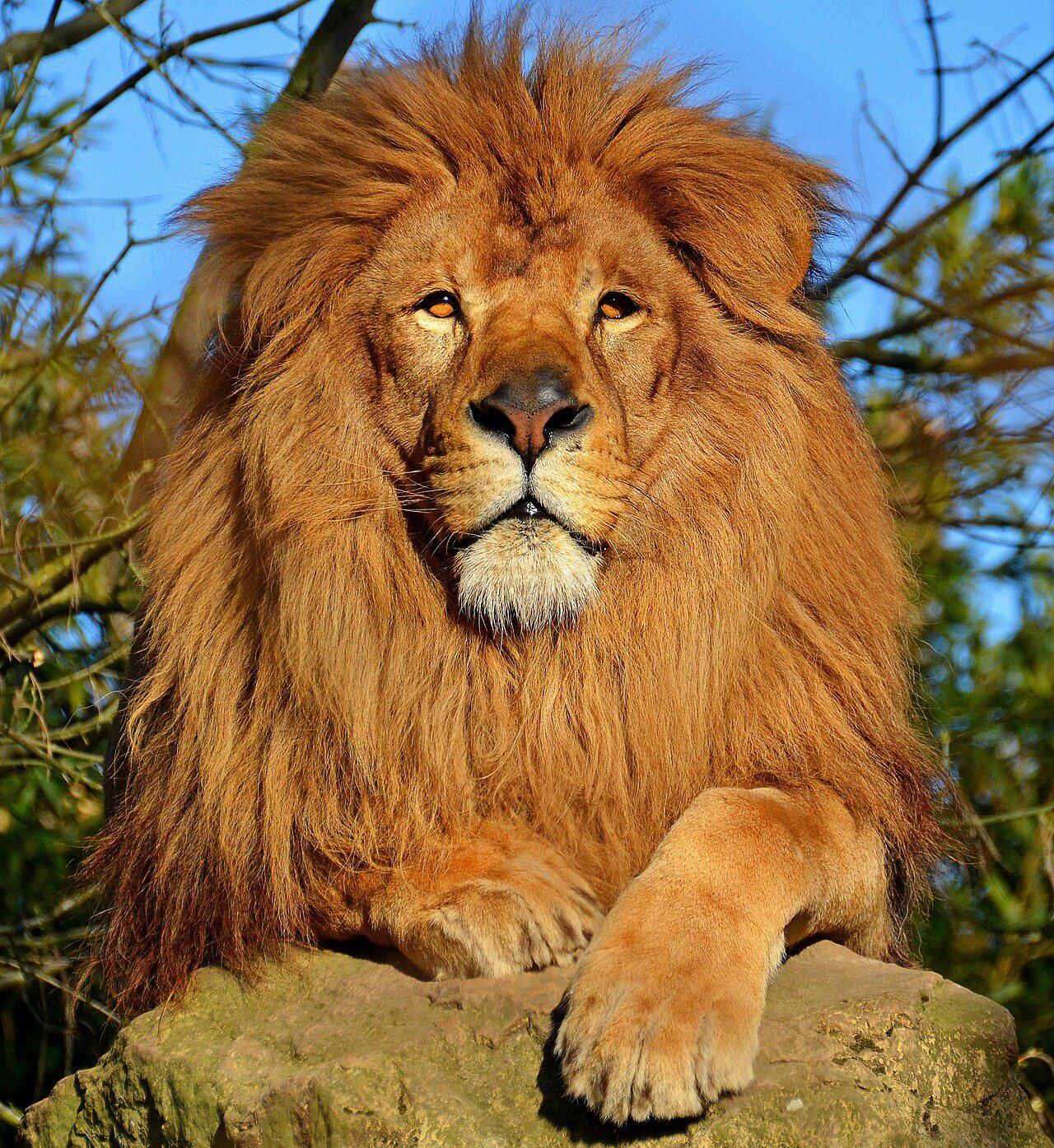 Touroparc Zoo