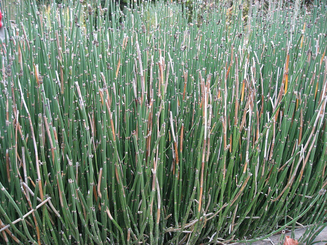 Conservatoire National des Plantes