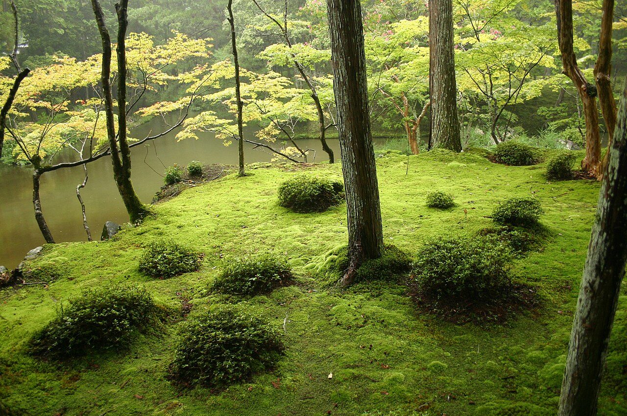 Le jardin Japonais
