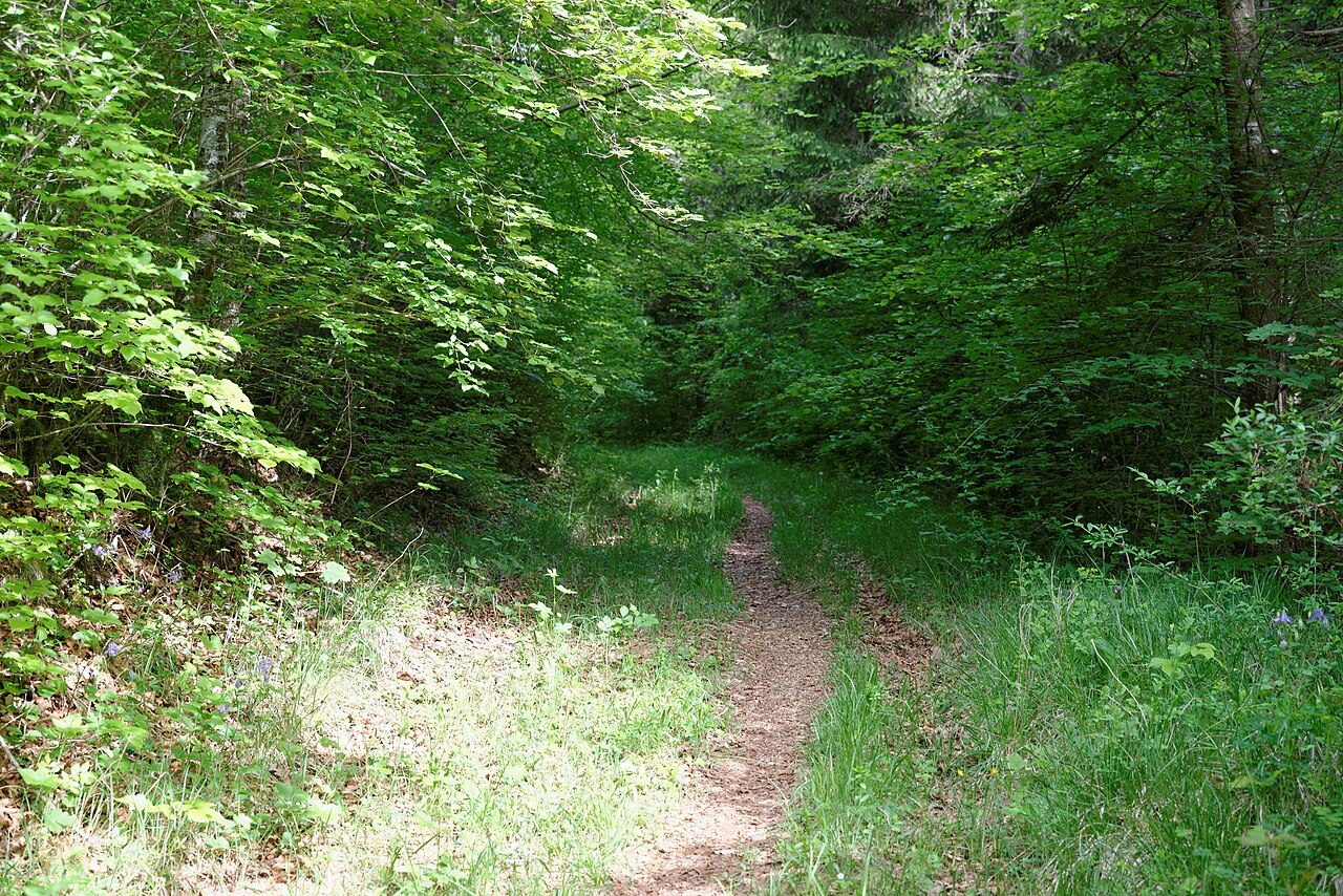 Forêt du Val Suzon