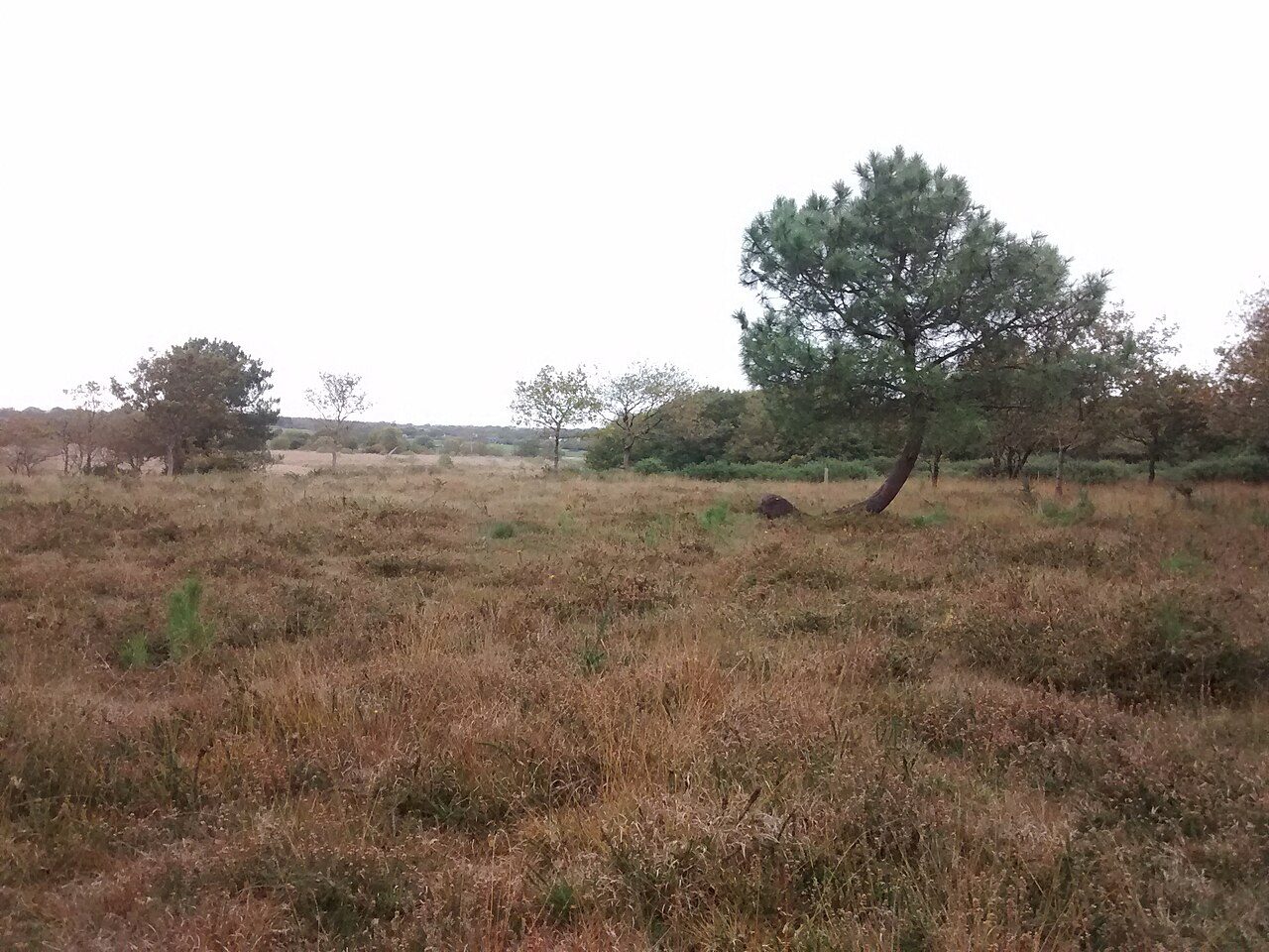 Réserve Naturelle Nationale de la Tourbière de Mathon à Lessay