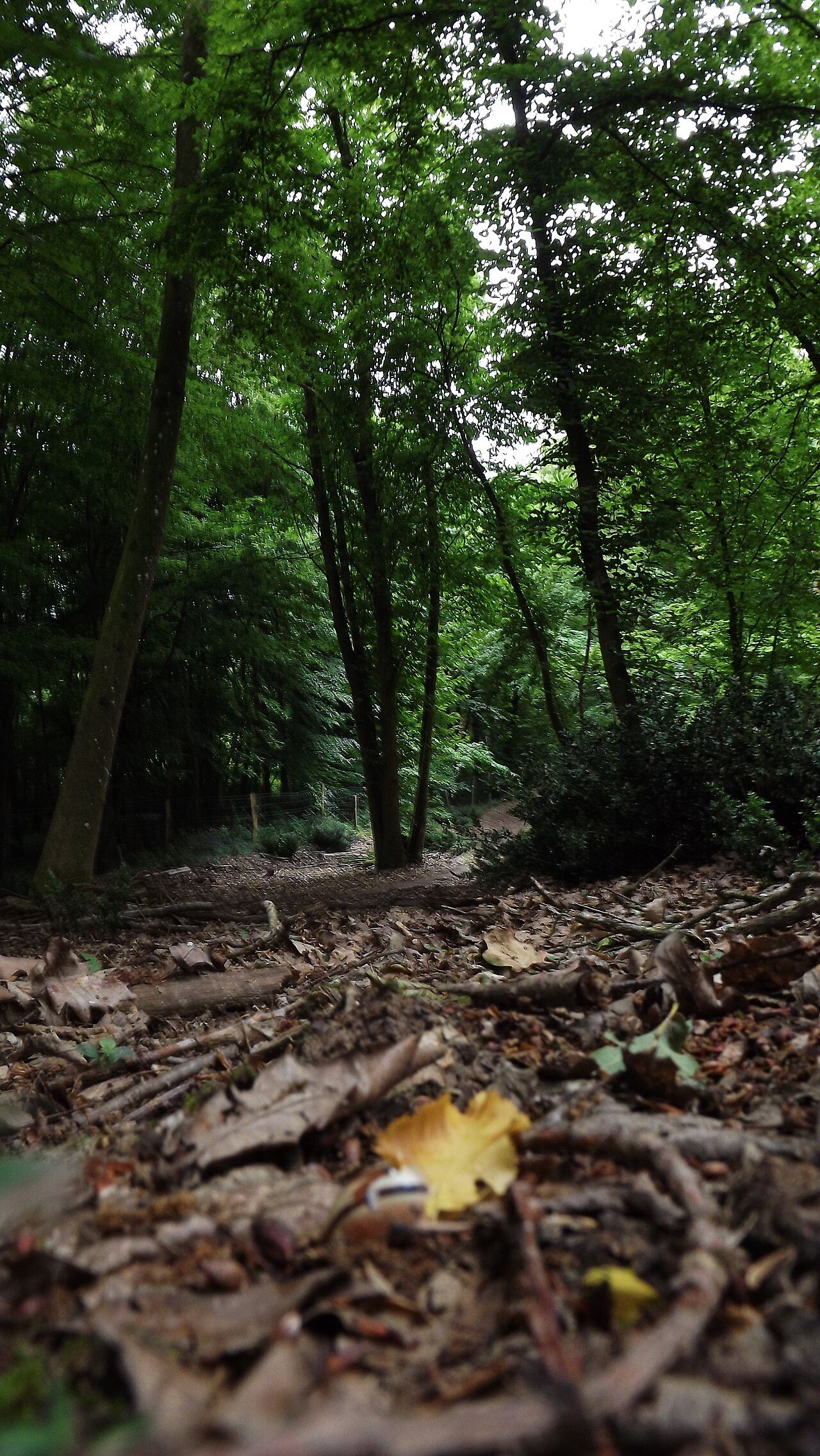 Forêt domaniale de Bord-Louviers