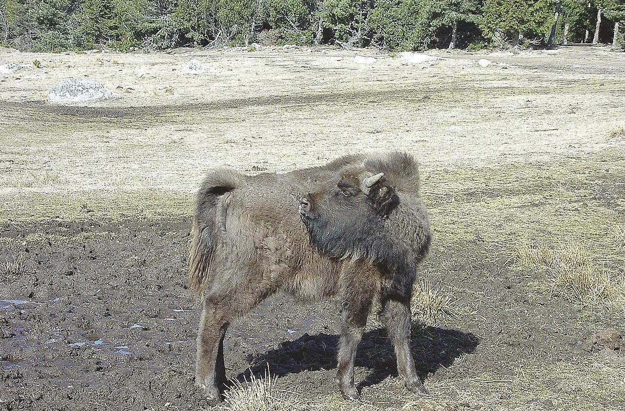 Réserve des Bisons d'Europe de la Margeride à Sainte-Eulalie