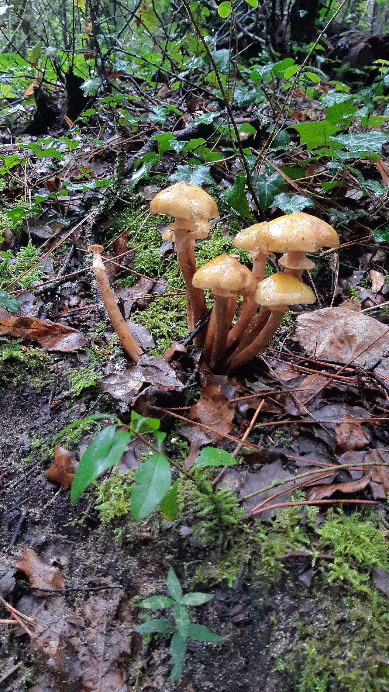 Forêt d'Escoublac à La Baule-Escoublac