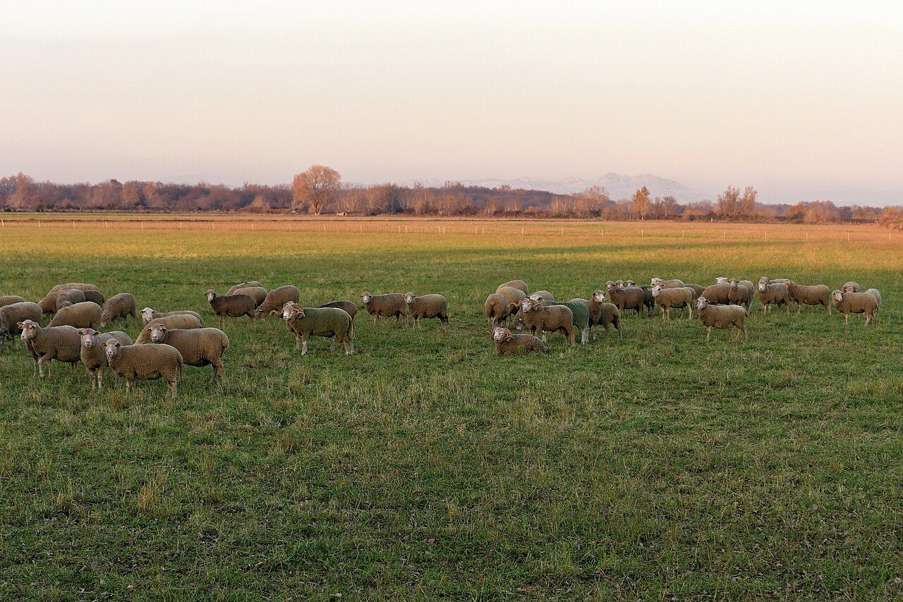 La Crau à Saint-Martin-de-Crau