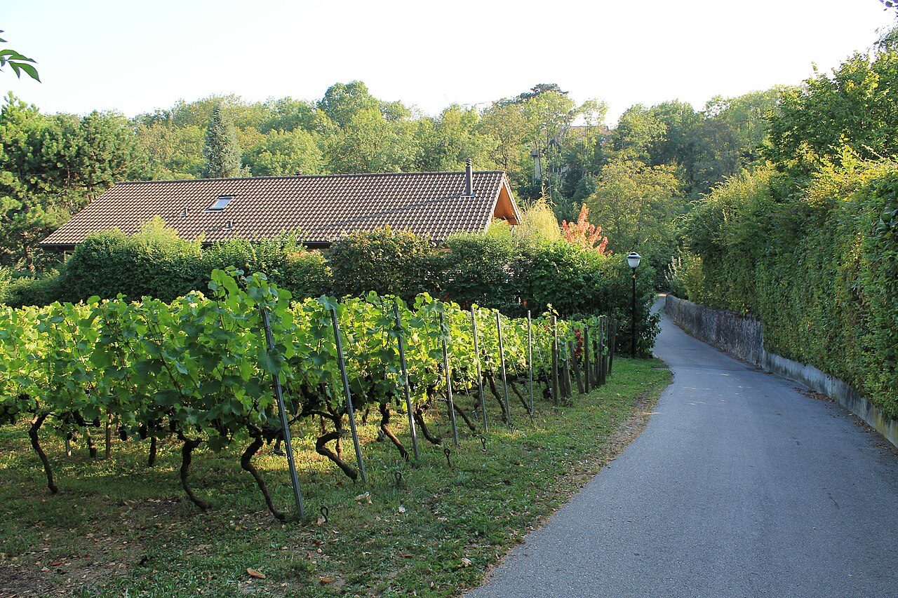 Vignoble de Tannay