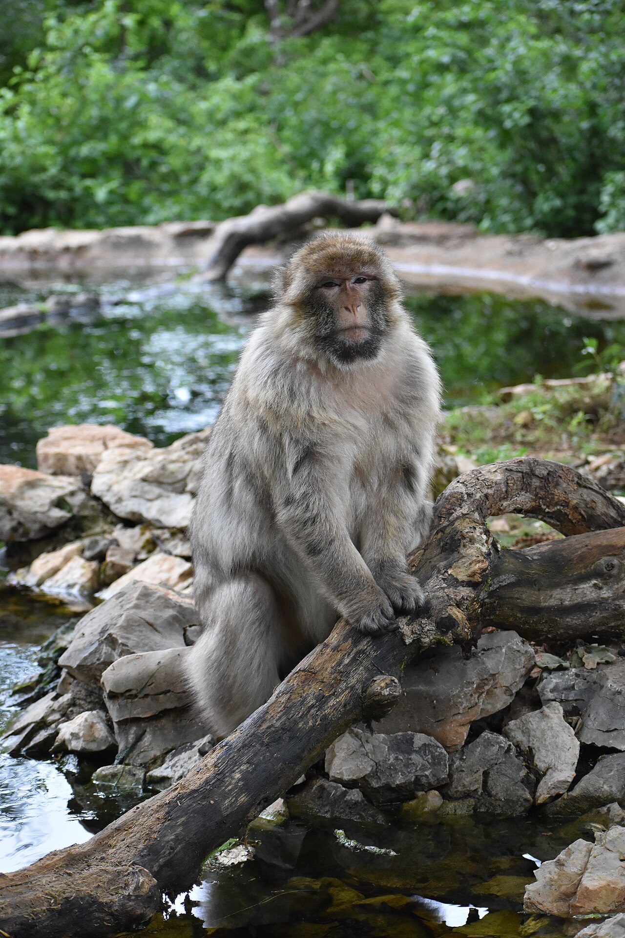 La Forêt des Singes à Rocamadour