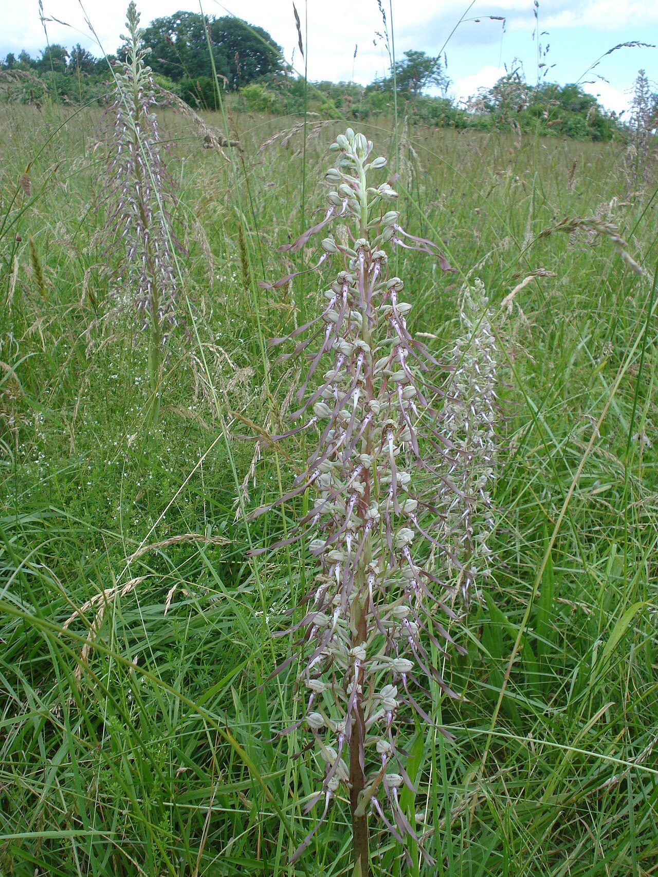 Jardin Botanique du Col de Saverne