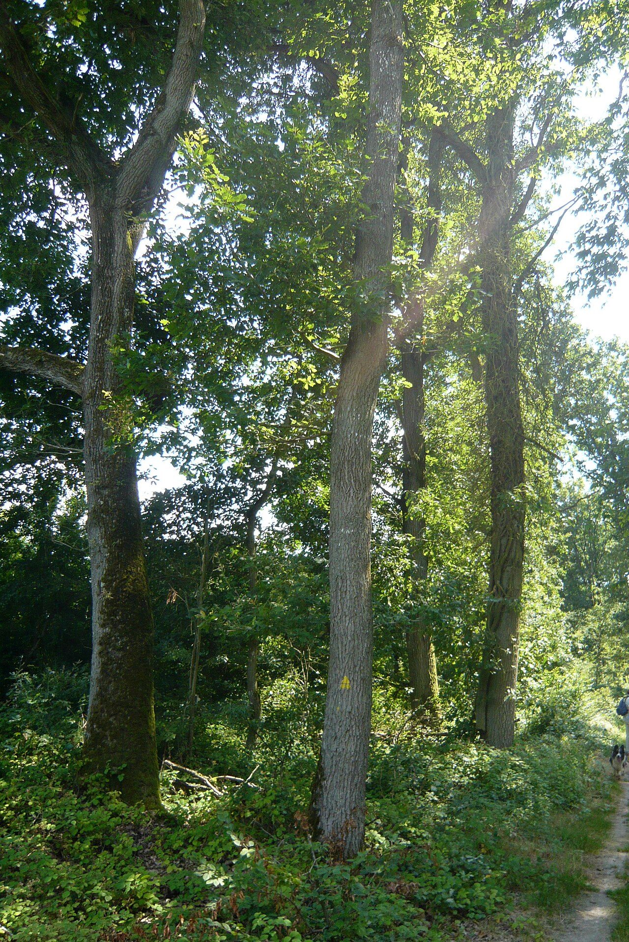 Forêt domaniale de Châteauneuf-en-Thymerais à Châteauneuf-en-Thymerais