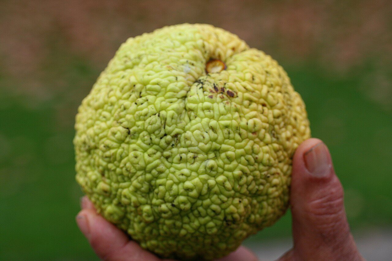 L’oranger des Osages