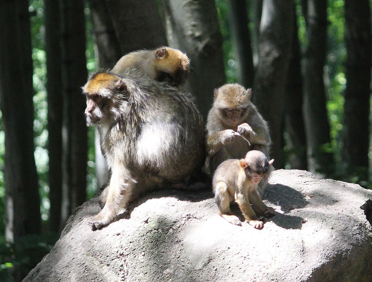 La Montagne des Singes