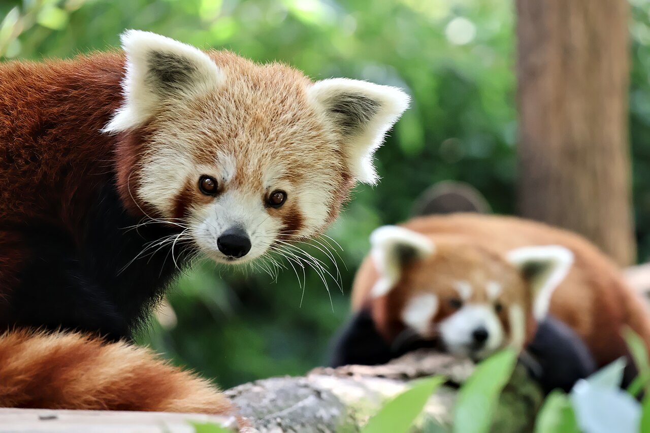 Ménagerie, le zoo du Jardin des Plantes à Paris 5e Arrondissement