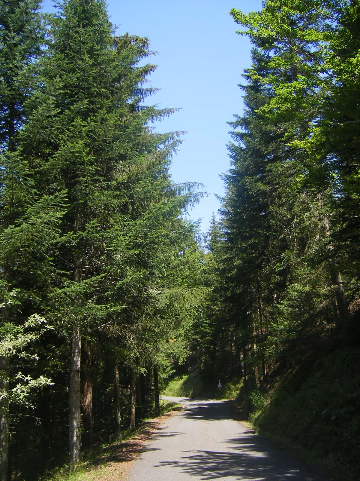 FORET DE MERCOIRE à Cheylard-l'Évêque
