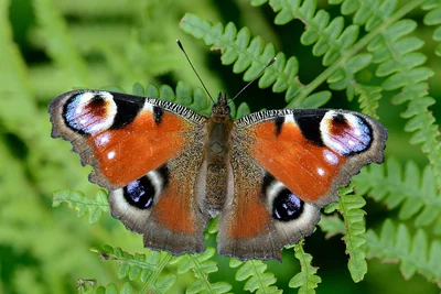 Paon-du-jour posé ailes ouvertes, avec ses quatre ocelles colorés visibles.
